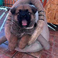 Akita