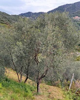 Comprami Uliveto 