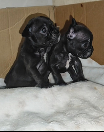 Bulldog Francese