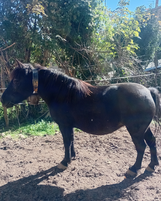 Pony