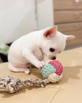 Cucciolo chihuahua maschietto