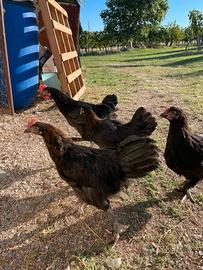 Galline Marans