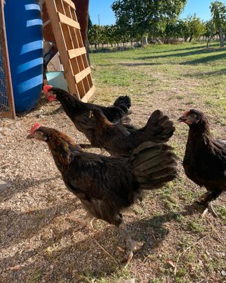 Galline Marans