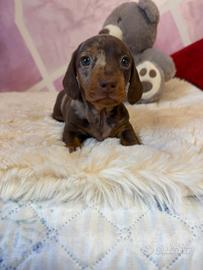 Bassotto tedesco nano kaninchen a pelo corto Enci