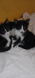 Cuccioli da adottare (gatti)