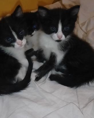 Cuccioli da adottare (gatti)
