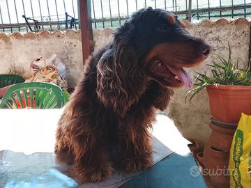 Cocker spaniel inglese