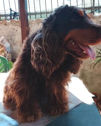 Cocker spaniel inglese