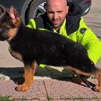 Pastore Tedesco cucci di 3 mesi con super pedigree