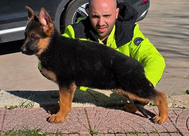 Pastore Tedesco cucci di 3 mesi con super pedigree