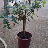Piante di Rose