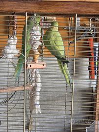 Pappagalli parrochetto col collare