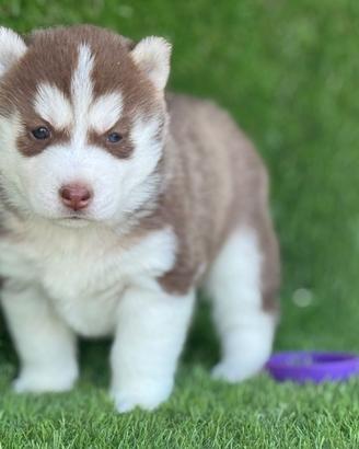 Husky
