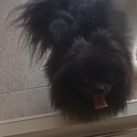 Spitz Pomerania giovane adulta