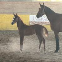 Puledra 2025 italiana salto ostacoli