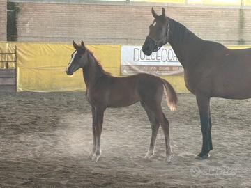 Puledra 2025 italiana salto ostacoli