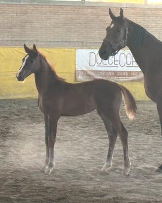 Puledra 2025 italiana salto ostacoli