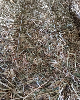 Fieno 1 taglio + possibilità trasporto