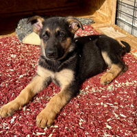 Cuccioli pastore tedesco