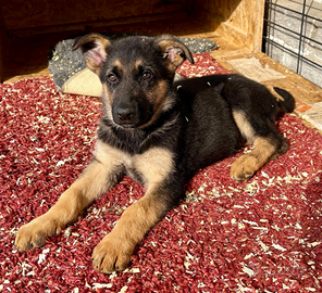 Cuccioli pastore tedesco