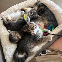 Due dolcissimi gattini