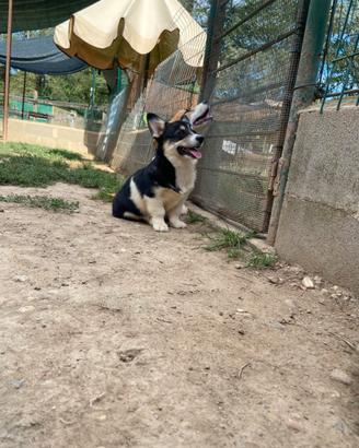 Corgi Pembroke
