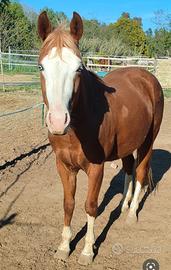 American Quarter Horse