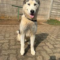 Siberian Husky