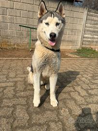 Siberian Husky
