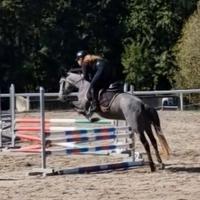 Pony da salto