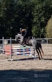 Pony da salto