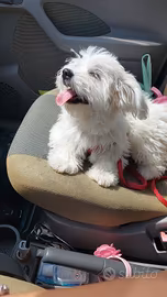 Maltese 5 mesi