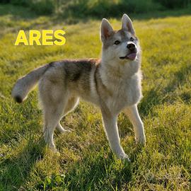 Cuccioli di Siberian Husky - 4 Mesi