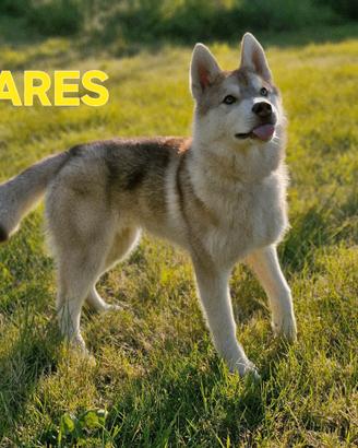 Cuccioli di Siberian Husky - 4 Mesi