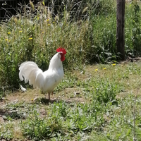 Gallo