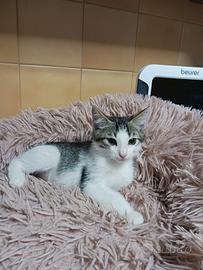 Gattini