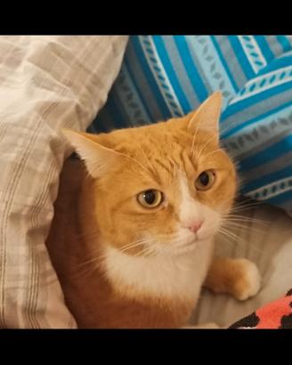 micio