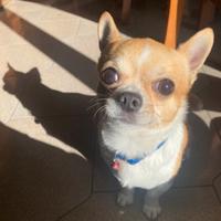 Chihuahua maschio accoppiamento