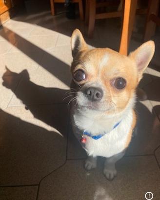 Chihuahua maschio accoppiamento