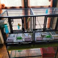 2 gabbie per canarini . i grande e una picco