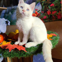 Scottish cucciolo crema point