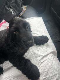 Cocker English spaniel