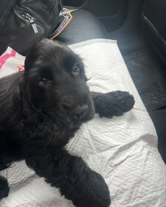 Cocker English spaniel