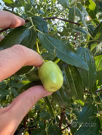 Piante di giuggiole varieta a pera (gigante)
