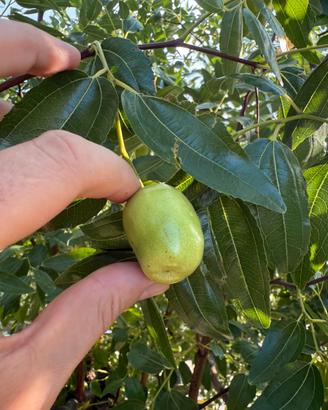 Piante di giuggiole varieta a pera (gigante)