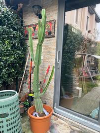 Cactus gigante!