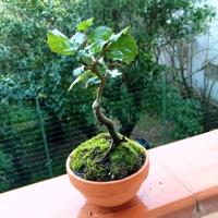 bonsai di quercia leccio 