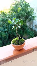 bonsai di quercia leccio 