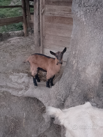 Disponibili caprette e capretti