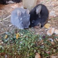 Coniglietti nani adulti o cuccioli